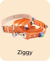 Ziggy - Collar + Leash Bundle