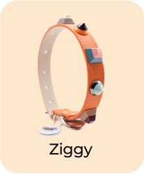 Ziggy - Collar