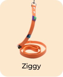 Ziggy - Leash